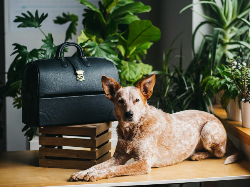med-bag-w-compartments-dog